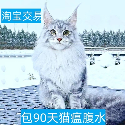 阳江缅因猫纯种长毛红蓝黑棕银虎斑西伯利亚森林猫巨型宠物幼猫咪