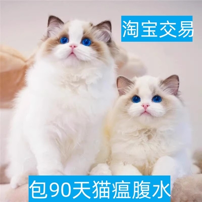 承德布偶猫幼猫重点山双蓝双海双纯种赛级宠物猫咪长毛仙女猫幼崽