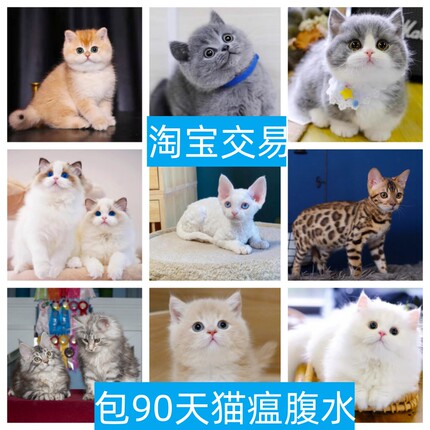 徐州孟加拉豹猫暹罗加菲猫拿破仑金吉拉缅因曼基康金银渐层