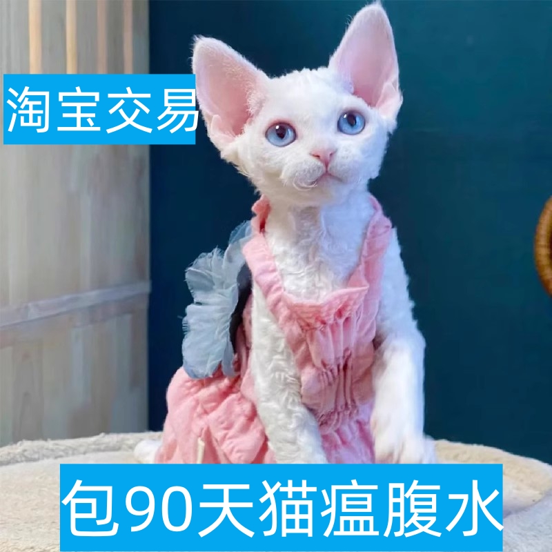 福州德文卷毛猫纯种幼猫黑白不掉毛棕虎斑猫英短宠物猫咪活体