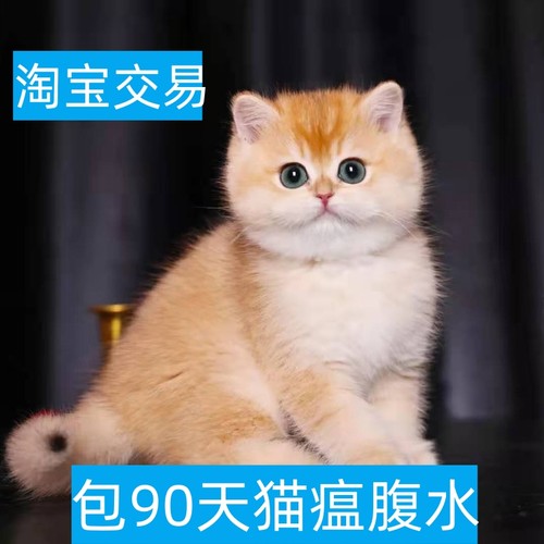 鹤壁金渐层纯种英短紫金蓝金幼猫矮脚长毛宠物猫咪银渐层活体