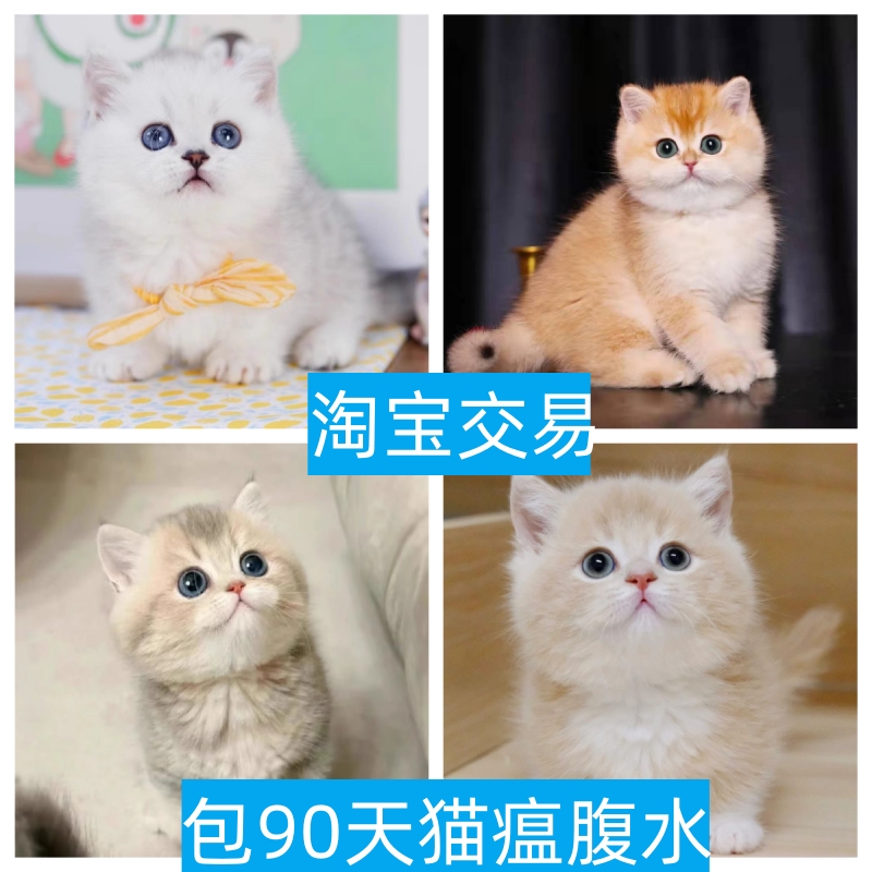 潍坊英短银渐层纯种银点金点短腿曼基康矮脚乳白拿破仑宠物幼猫咪