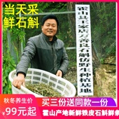 万善良正品 新鲜霍山产地铁皮石斛鲜条500g五年原种铁皮枫斗中药材
