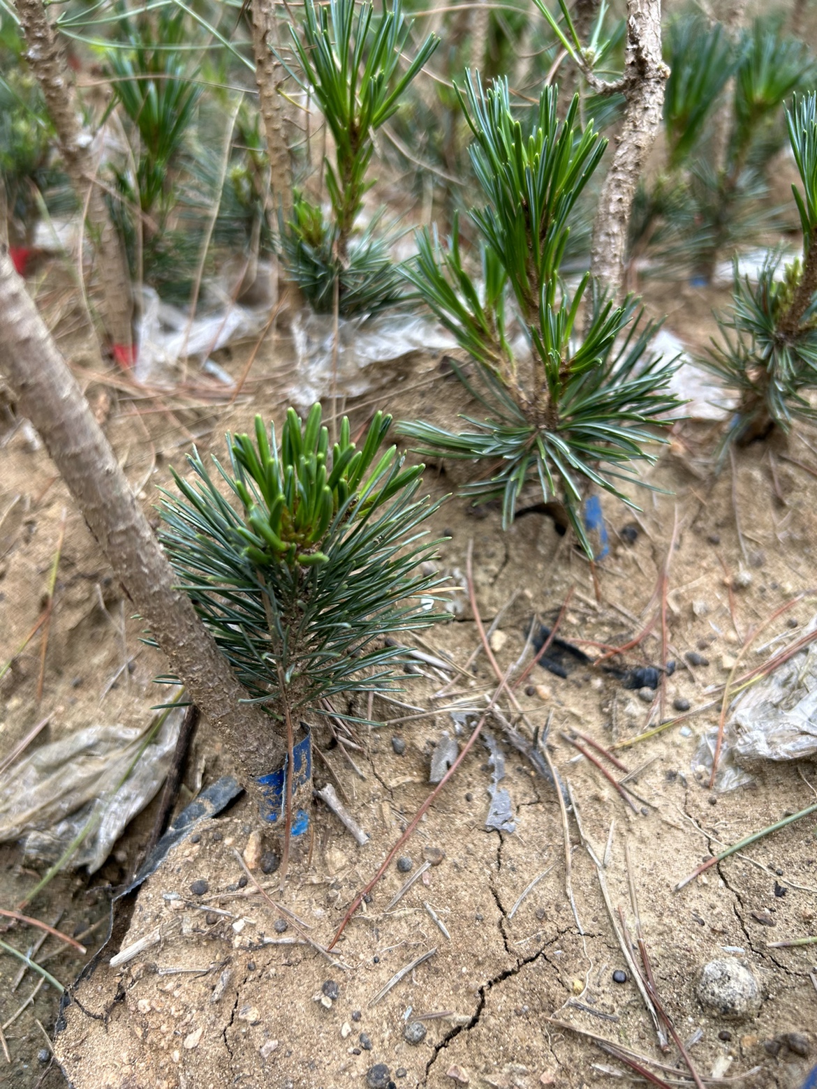 50棵日本精品嫁接五针松小苗素材苗原土原杯1年苗树苗短针五针松