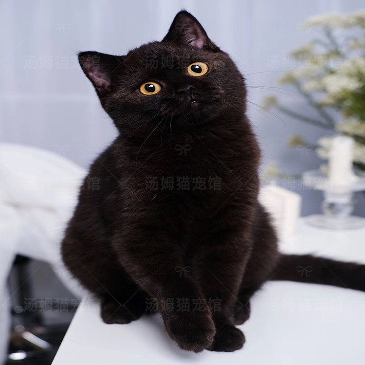 孟买猫活幼体幼猫纯种小黑豹玄猫招财纯黑英短蓝猫宠物猫黑猫黄眼|ruв категории сельскохозяйственных материалов, семена/саженцы, животных саженцев - от Buy2taobao.com для оказания профессиональной услуги покупки агента Taobao