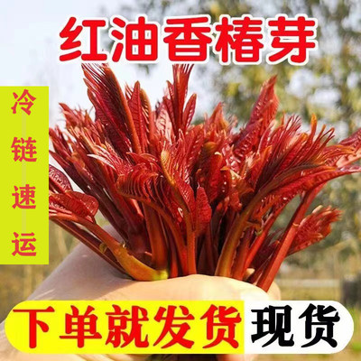 包邮香椿芽应季蔬菜现摘现发