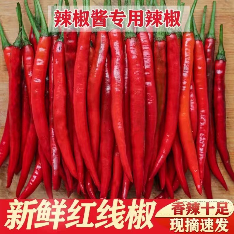 现摘红辣椒新鲜红二荆条