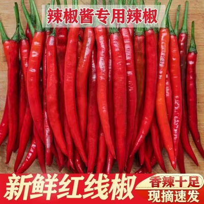 现摘红辣椒新鲜红二荆条