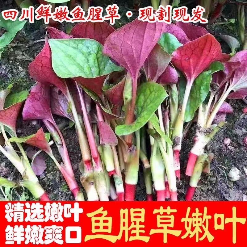 现挖四川新鲜鱼腥草嫩叶凉拌菜