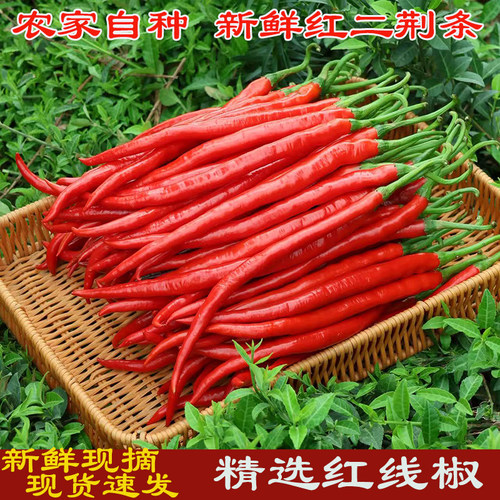 现摘红辣椒新鲜红二荆条
