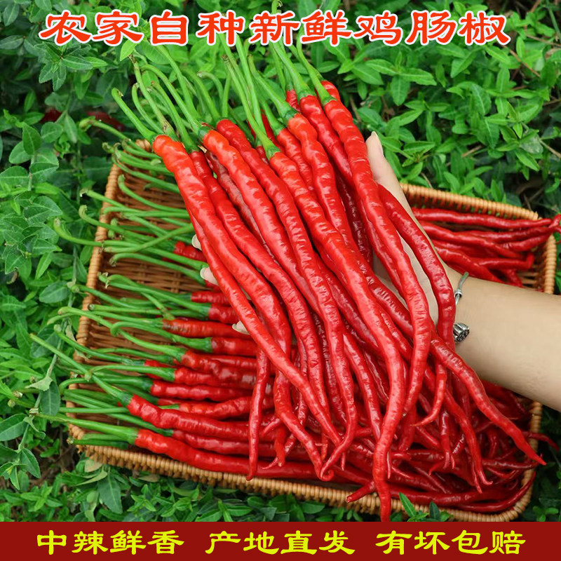 现摘鸡肠子辣椒红椒辣香辣鸡肠椒红线椒自种土辣椒饭店酒店专用