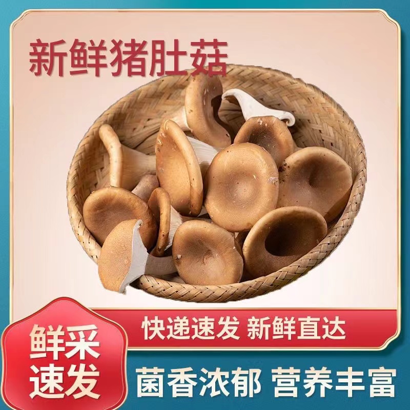 【顺丰包邮】猪肚菇鲜活煲汤蘑菇新鲜菌菇类新鲜当季火锅时令生鲜