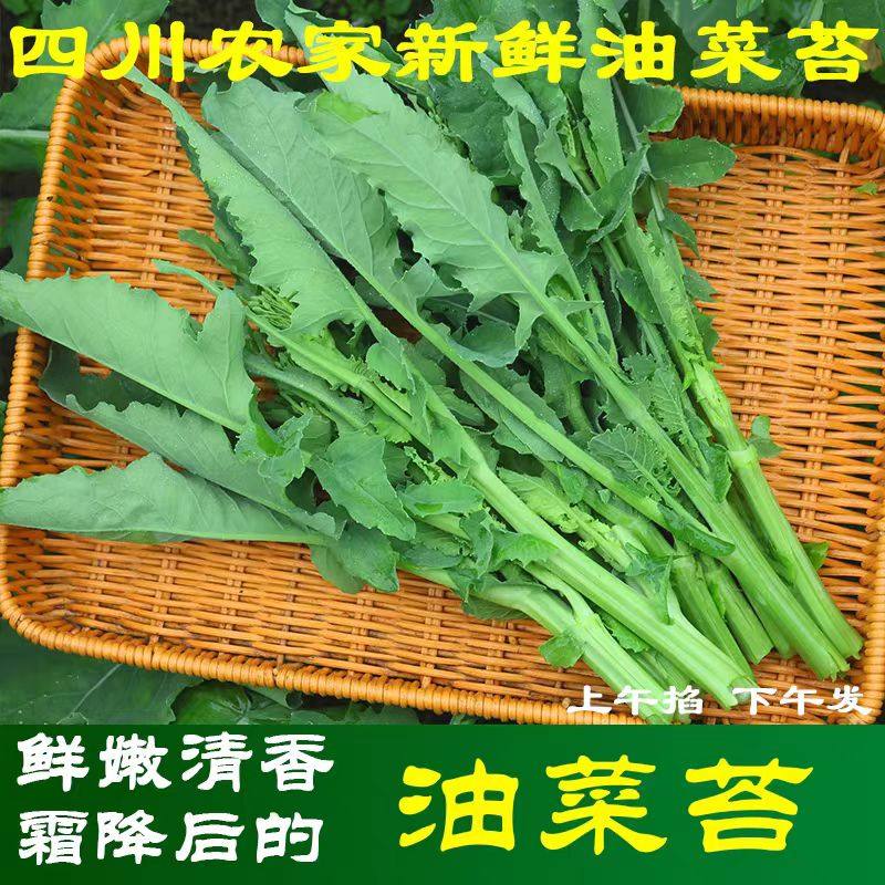 新鲜现摘油菜苔新鲜蔬菜农家自种应季蔬菜,水产肉类/新鲜蔬果/熟食,其它,淘宝优惠券,粉丝福利购,淘宝优惠卷