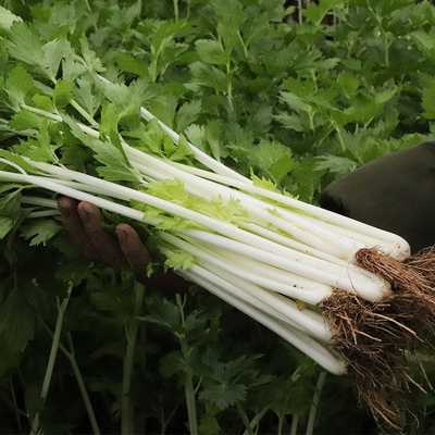 现摘四川当季清香时令新鲜蔬菜