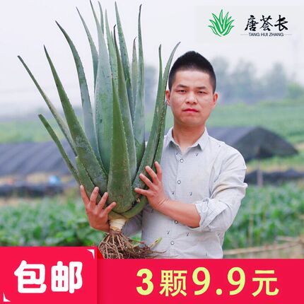 美国库拉索芦荟盆栽新鲜苗大颗美容院专用灌肤室内可食用芦荟植物