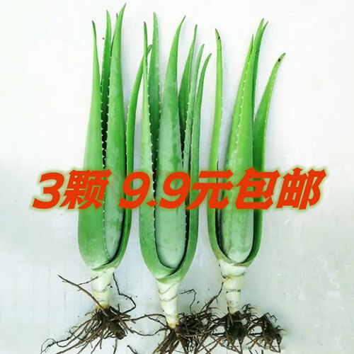 库拉索芦荟补水芦荟盆栽绿植芦荟新鲜芦荟苗植物食用芦荟绿植盆栽