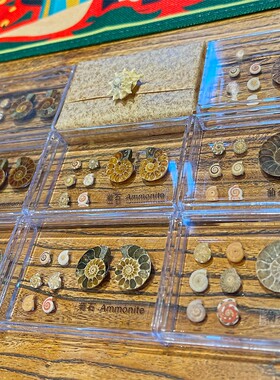 2025天然水晶矿石原石菊石化石科普收藏标本生日礼物套装透明文艺