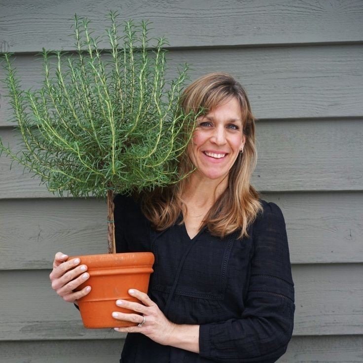 迷迭香棒棒糖可食用香草西餐烘焙料理驱蚊气味芳香植物净化空气