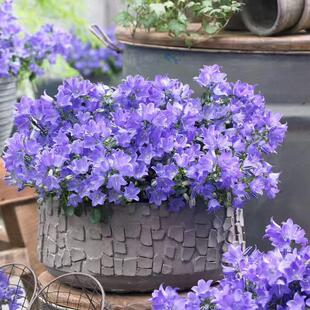 欢乐钟声 多年生匍匐风铃草颜色清新小铃铛宿根多年生耐寒耐热