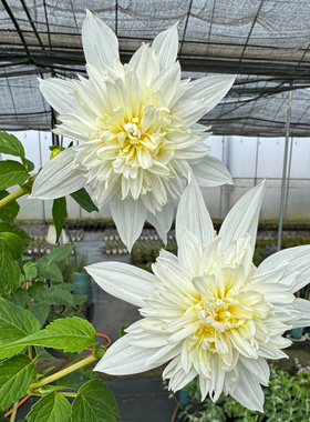 白色重瓣树大丽 盆栽苗带盆土 帝王大丽花花量大花卉宿根多年生