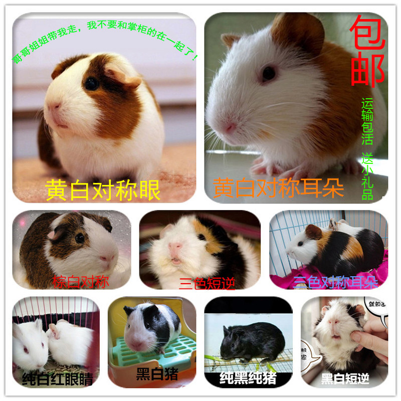 包邮送运输笼荷兰猪活物荷兰猪宠物豚鼠荷兰鼠彩豚鼠宝宝包活