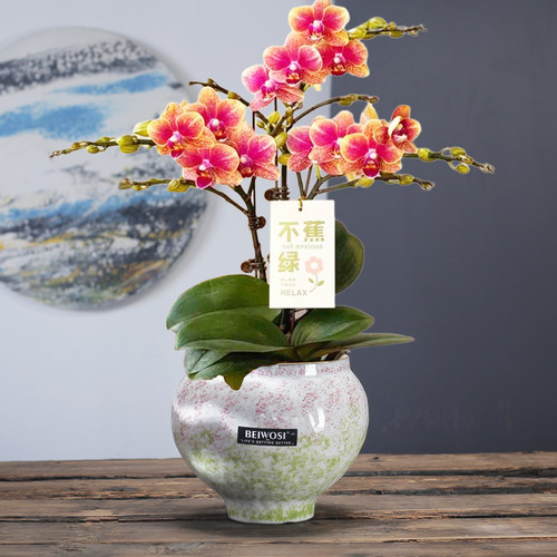 景德镇兰花蝴蝶兰专用花盆陶土