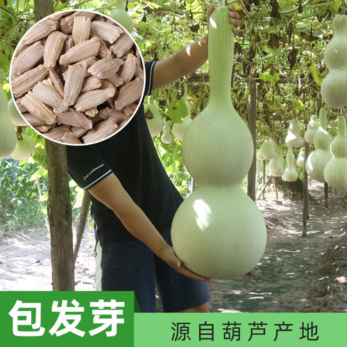葫芦种子大全聊城发货