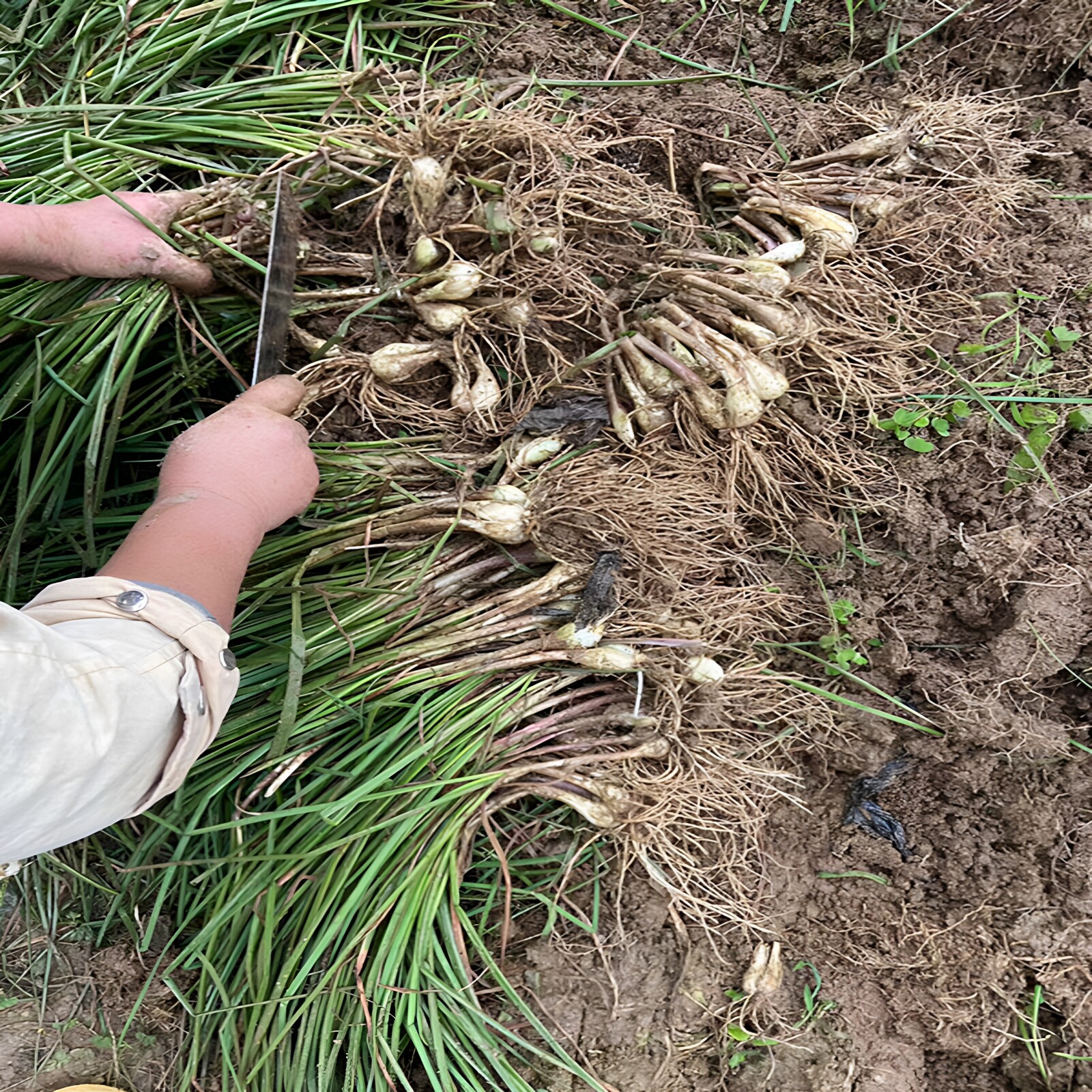 新鲜茭头去叶贵州茭头新鲜大个黔东南藠头个叫头葱苗天柱特产团葱