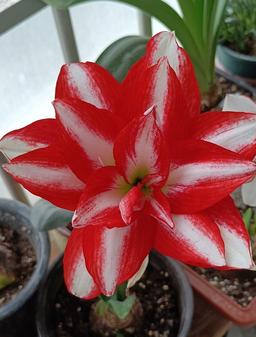 (异域孔雀)临沂朱顶红绝版品种荷兰重瓣大花多年生好养四季