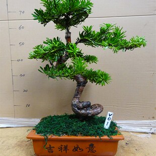 名贵金钻罗汉松盆景植物室内树桩盆栽盆景树桌面绿植客厅老桩造型