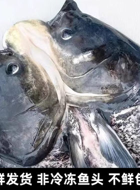 3斤/个 千岛湖鱼头新鲜胖头鱼头大头鱼鲢鱼头花鲢鱼头 淡水鱼头