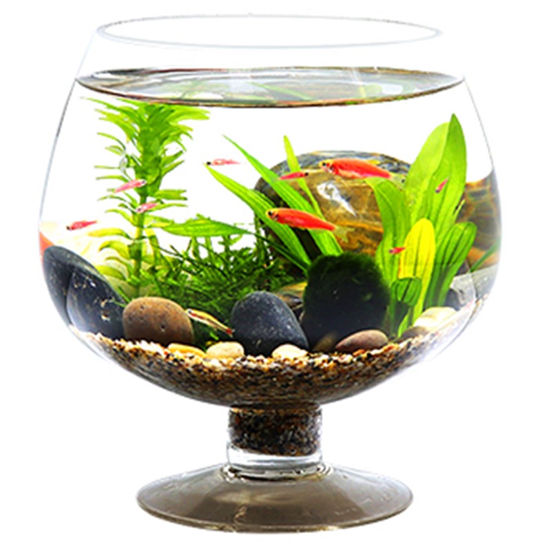 高脚杯生态瓶玻璃鱼缸小鱼u免换水打理微景观diyT科学作业桌面造