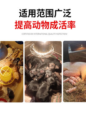 保温灯养殖场专用猪n用保暖灯小鸡育雏取暖灯泡小猪V加热灯仔猪烤