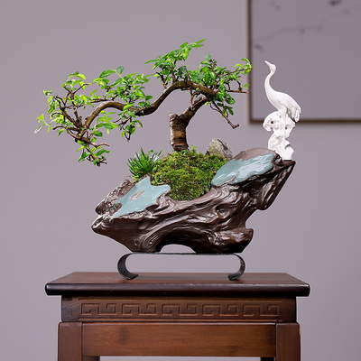 新品迎客松盆g景真树地柏树苗铁树老桩小叶紫檀榆树盆景植物室内