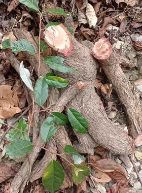 原生态羊奶果根胡颓子根云南深山老龄羊山咪树根中药材