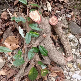 原生态羊奶果根胡颓子根云南深山老龄羊山咪树根中药材