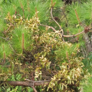 云南山区农村正宗松树寄生草中药材寄生茶老树现采带松枝寄生茶