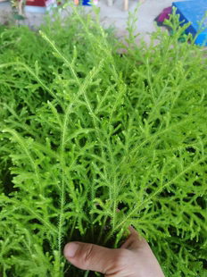 云南新鲜伸筋草石松舒筋草抽筋草伸筋草新鲜正品中药材包邮500克