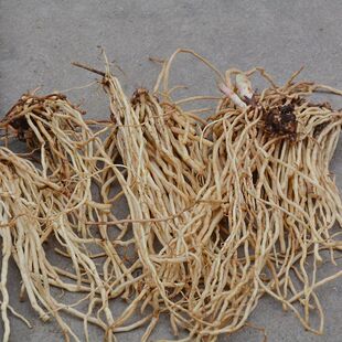 中药材白龙须 正品八角枫根须状根八角梧桐根 娃儿藤500g克包邮