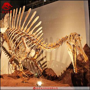 恐龙博物馆仿真棘背龙骨架化石动物骨骼标本复原模型定制靠谱展品