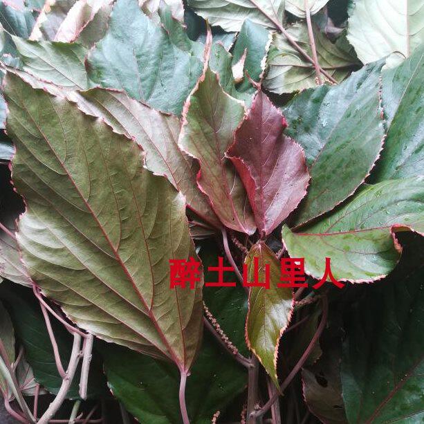 新鲜红桑叶 深山金边红桑叶 金边桑叶 晒干金边红桑叶 金边桑干货