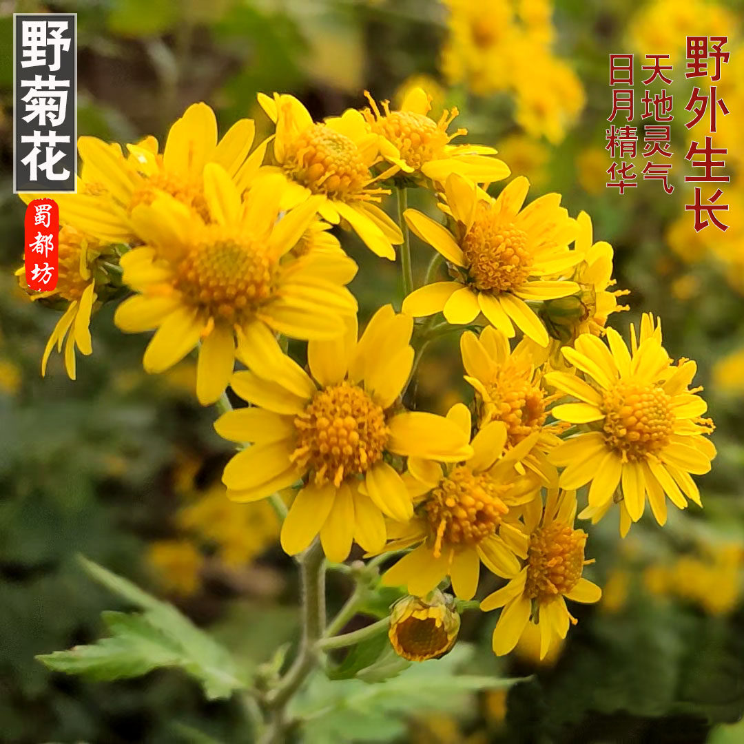 野菊花清热明目下火上火