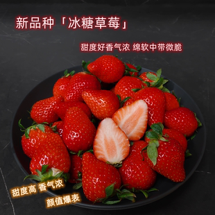 新品种「冰糖草莓」甜度高!果香足! 晚熟精品强烈推荐尝尝