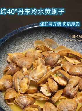 北纬40°丹东冷水黄蚬子 肉质扎实饱满 现捕捞已吐沙 黄白蚬组合