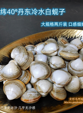 北纬40°丹东冷水白蚬子 口感细嫩爆汁 新鲜捕捞已吐沙  顺丰特快
