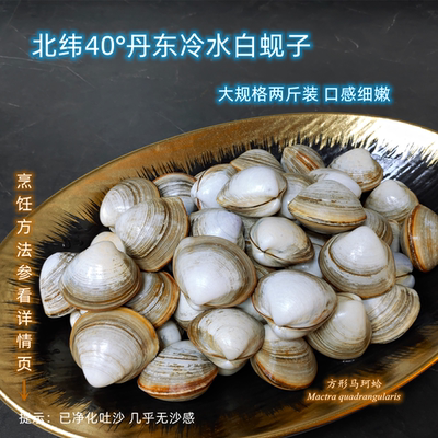 北纬40°丹东冷水白蚬子 口感细嫩爆汁 新鲜捕捞已吐沙  顺丰特快