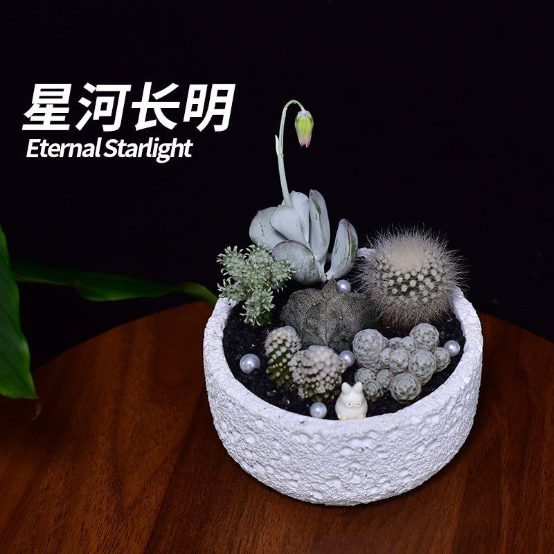 【刺头玩家-星河长明】仙人球组多肉植物
