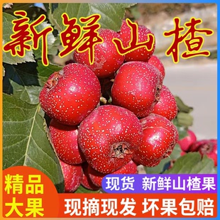 新鲜山楂果山楂鲜果新鲜山楂大金星山楂铁山楂新鲜山楂糖葫芦 包邮