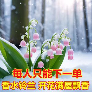 铃兰花苗带芽带根带花苞盆栽耐寒植物种球进口花卉绿植四季开花玲