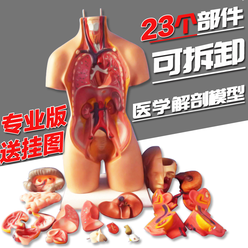 解剖学五脏六腑脊椎医学人体模型23件解剖躯干玩具结构器官内脏。 玩具/童车/益智/积木/模型 其他模型玩具 原图主图